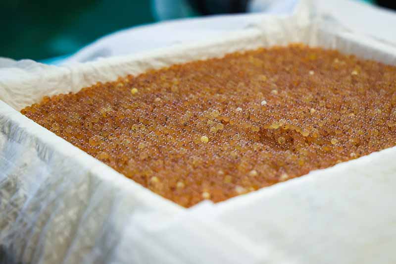 Brook Trout Eggs Ready to Be Shipped to Dale Hollow Fish Hatchery