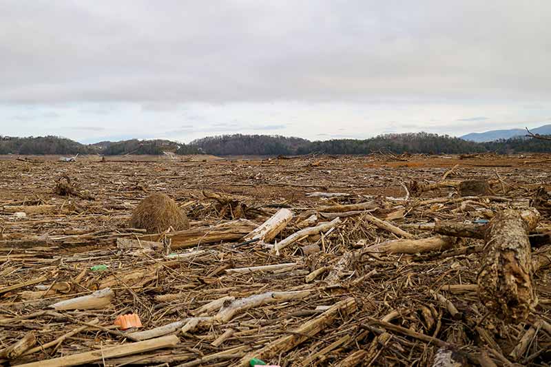 Logs and debris