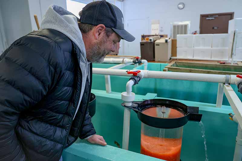 Shannon O'Quinn looks at 190,000 rainbow trout eggs