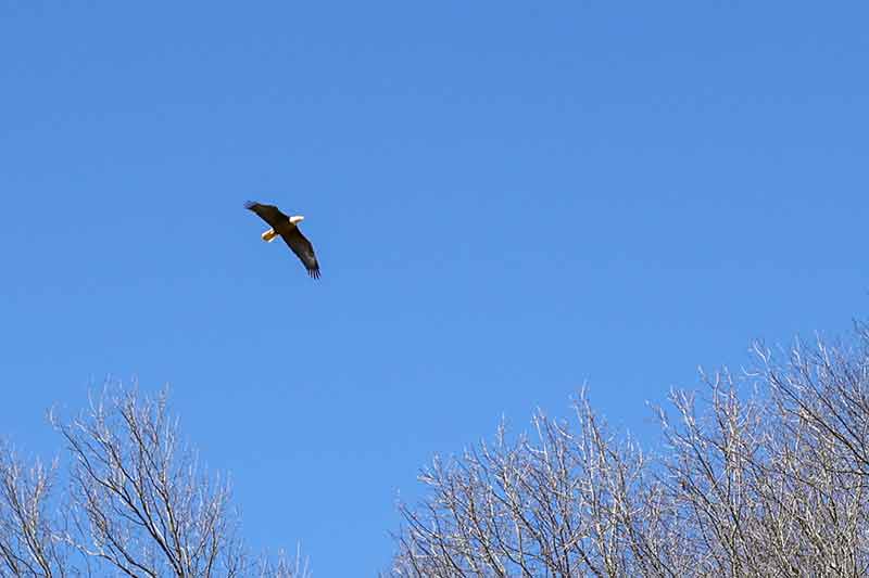 Bald Eagle flying through a clear blue sky.