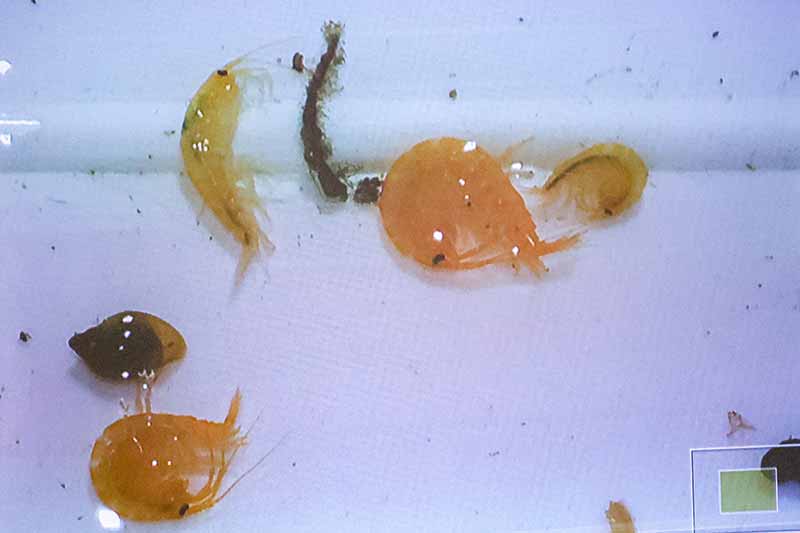 Projected view of organisms seen through microscope.