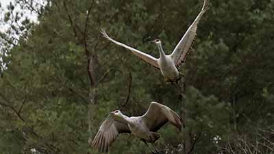 Sandhill cranes fly together at Hiwassee Wildlife Refuge, Tennessee