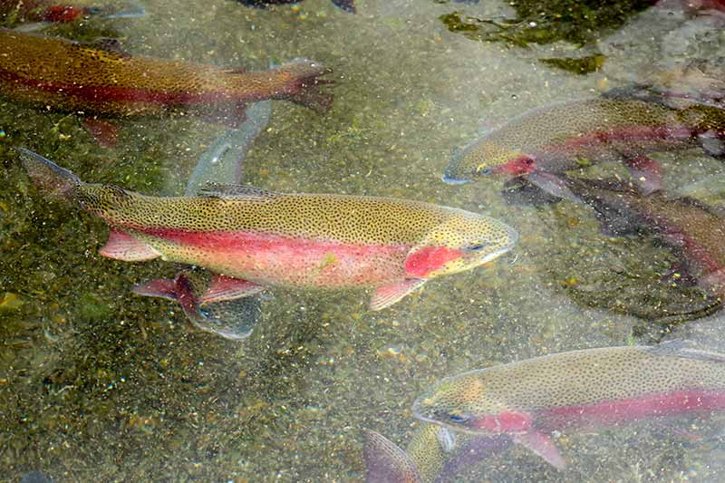 Rainbow trout swim in a raceway at the Erwin National Fish Hatchery.