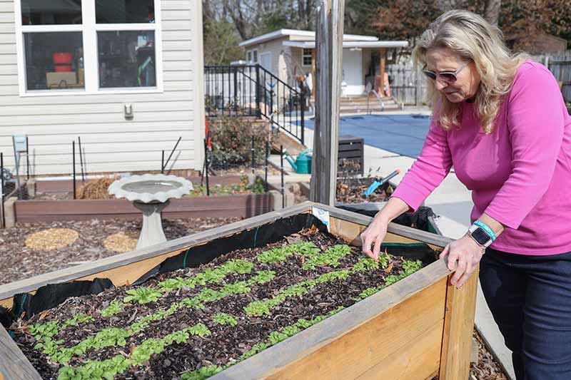 Woman working in raised bed planter