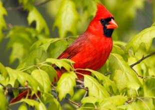 Cardinal