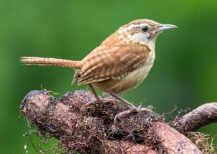 Carolina Wren