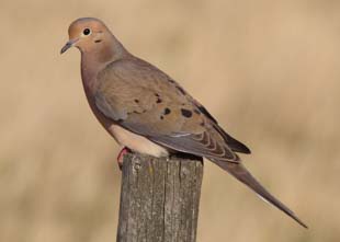 Mourning Dove