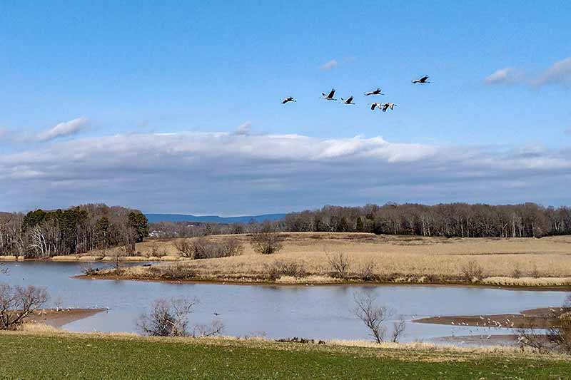 Sandhill cranes circle Hiwassee Reservoir shores