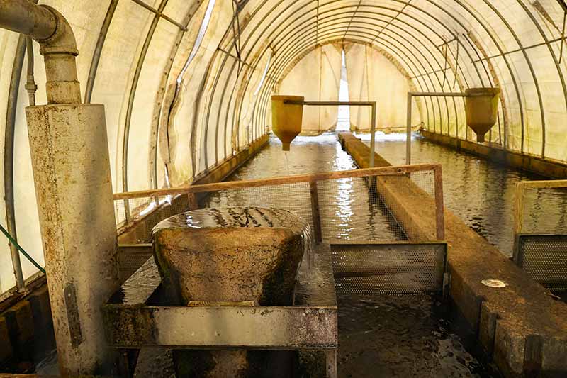 Spring-fed water enters the first fish raceway at Erwin National Fish Hatchery