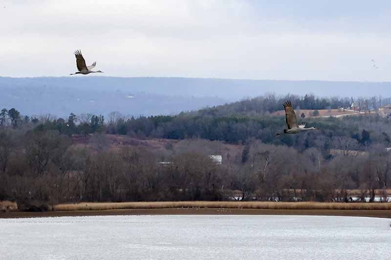 Sandhill cranes fly over drawn-down Hiwassee Wildlife Refuge waters