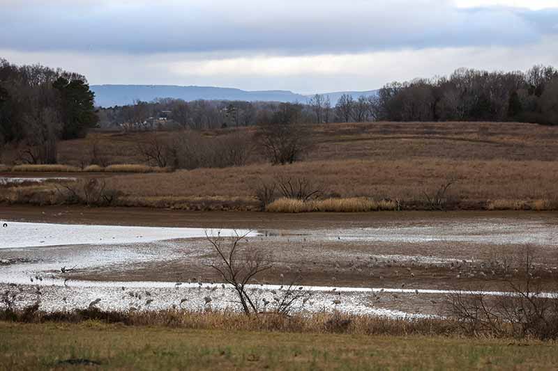 Mudflats on TVA reservoir shores