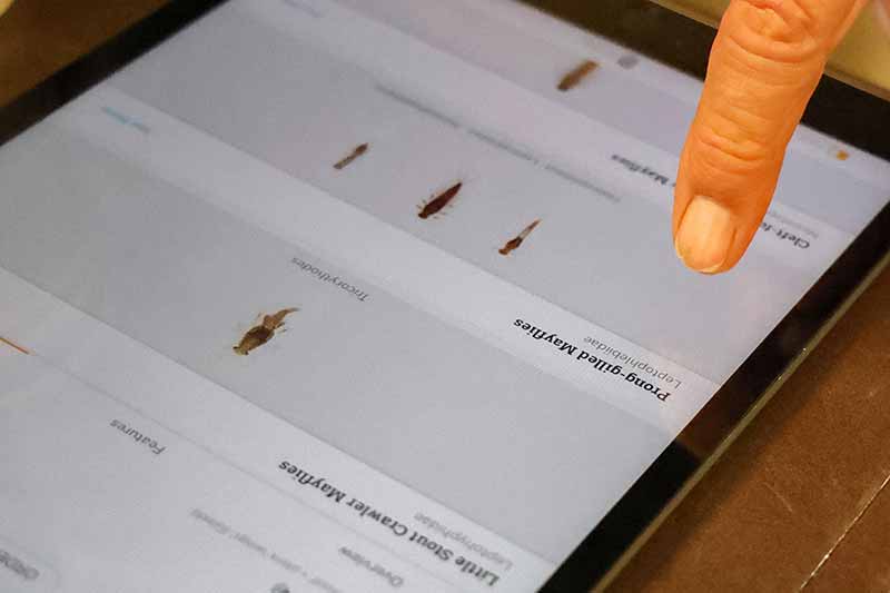 Macroinvertebrates on app