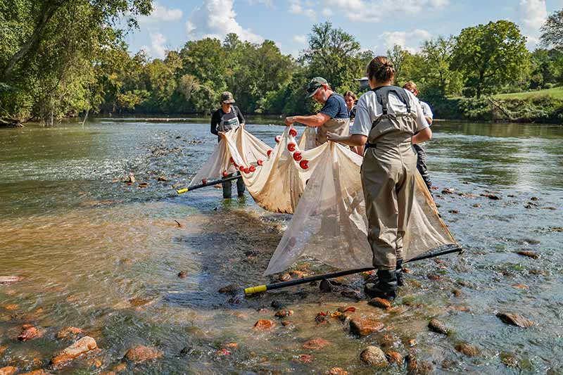 Monitoring fish with seine net