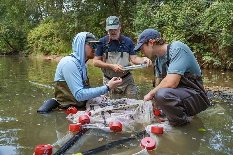 Sorting species caught with seine net