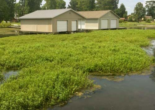 alligatorweedmat Alligatorweed