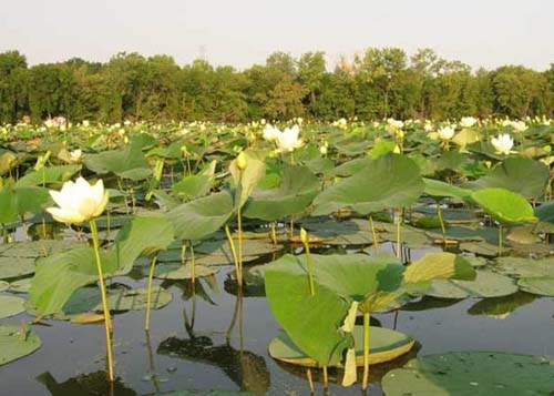 American Lotus