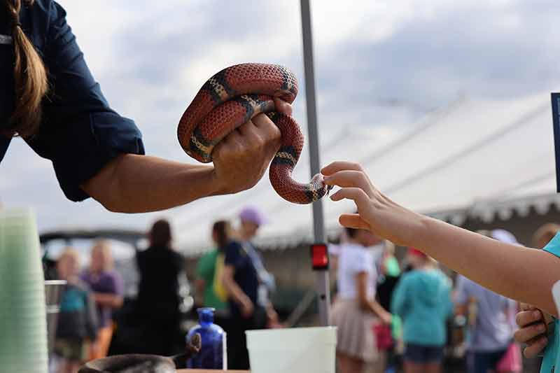 Child's hand touches corn snake