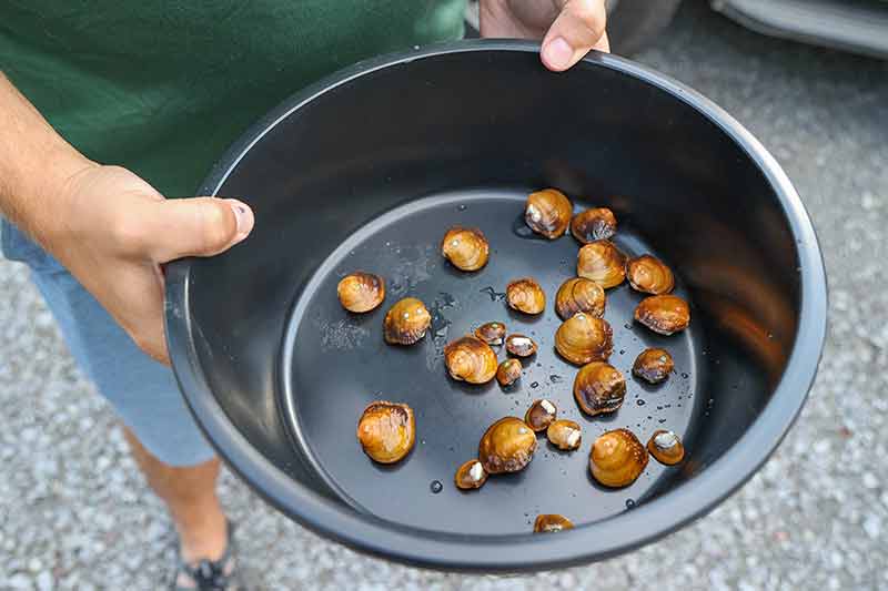 Appalachian rockshell mussels