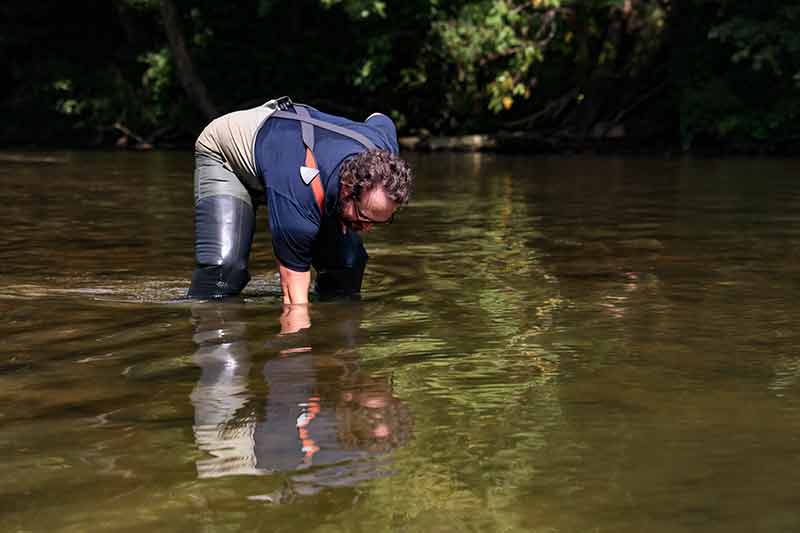 Man in waders reaches down into stream to collect mussels