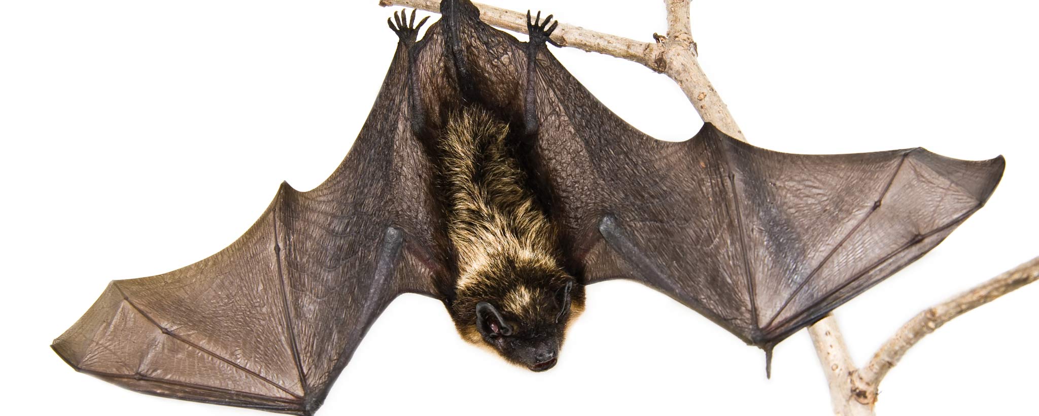 bat-hero-GettyImages-91484105