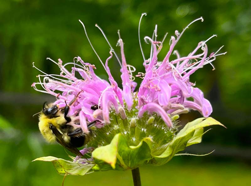 A bee lands on a wild bergamot