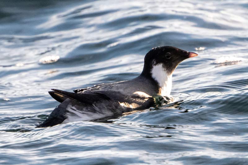 Birders spotted the ancient murrelet at Chickamauga Reservoir near Chattanooga, Tennessee