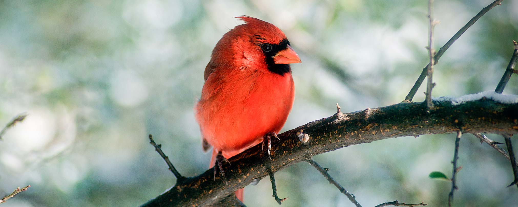 Northern cardinal Northern cardinal