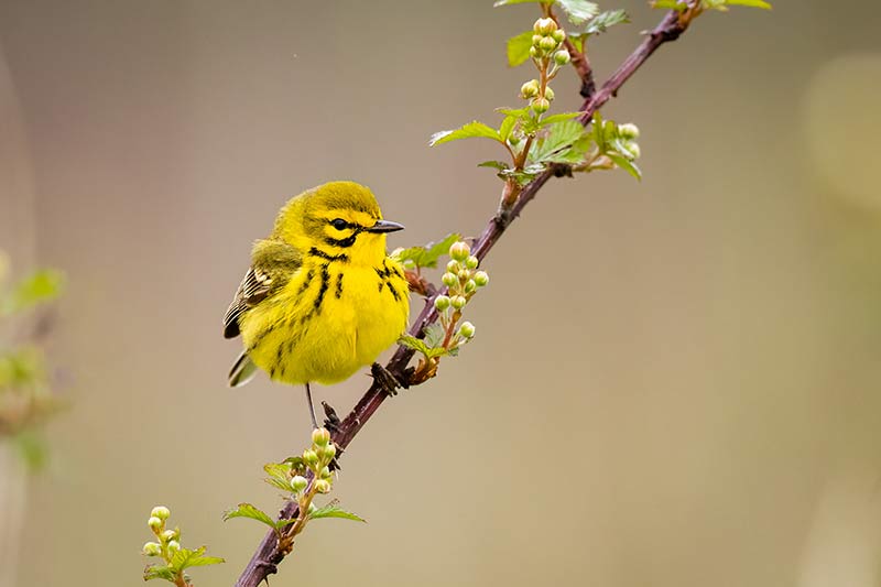 Prairie Warbler on a branch