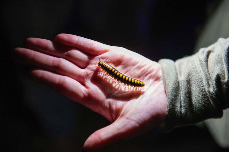 A black and yellow millipede crawls in the palm of a person’s hand