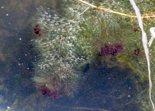 bladderwort Bladderwort