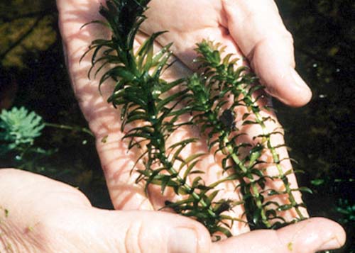 Brazilian Elodea