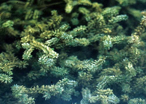 Canadian Elodea Canadian Elodea