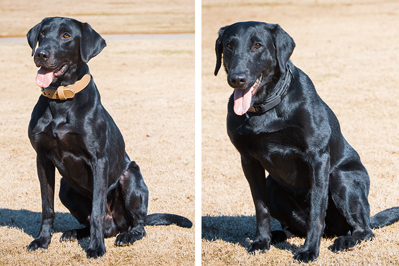 TVA Police K-9s