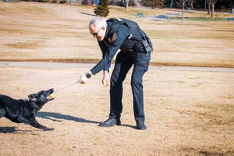 K-9 with a tennis ball in his mouth.
