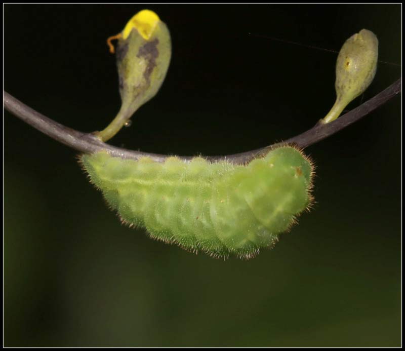 Caterpillar 