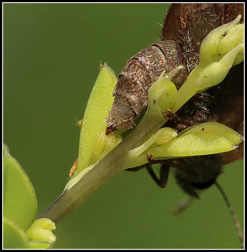 Caterpillars
laying eggs