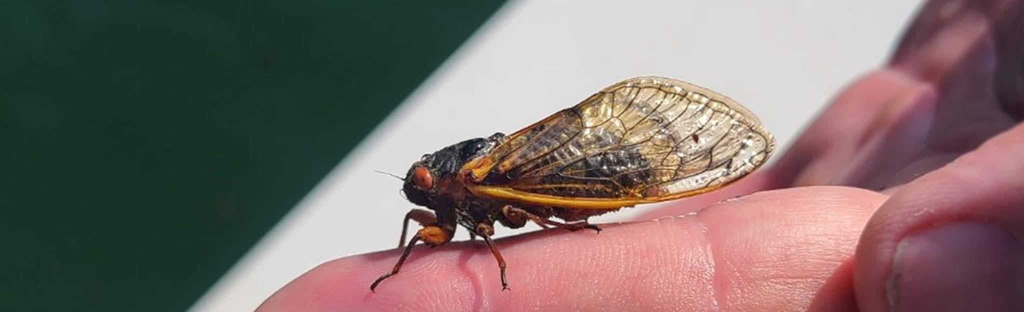 Cicada HERO Cicada walking on hand
