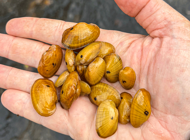 A closeup view of a handful of mussels