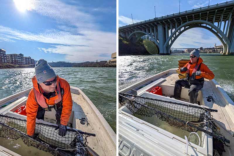 Photo collage of man on boat with a netted sturgeon