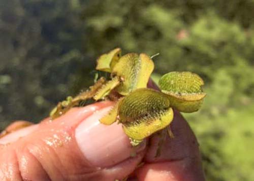 Common Salvinia Common Salvinia