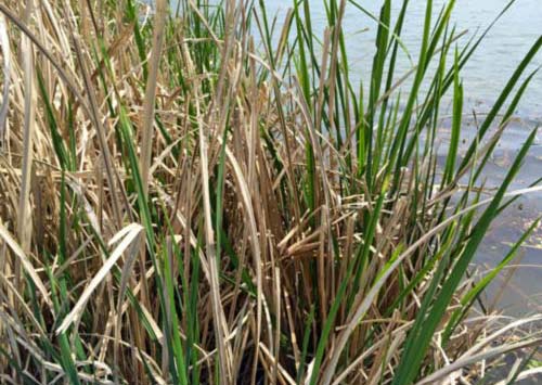 Cutgrass Giant Cutgrass
