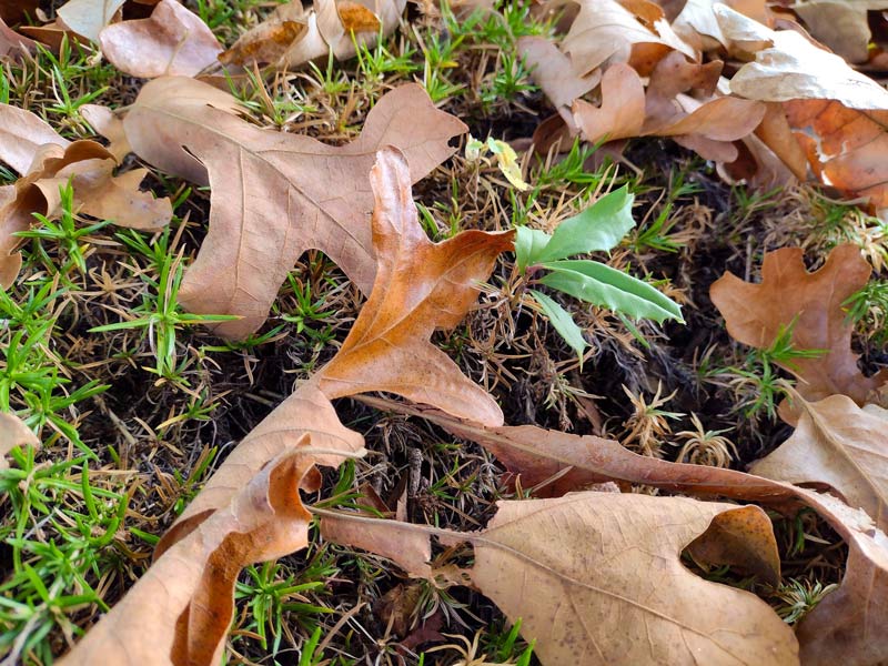 An array of dry leaves on a lawn