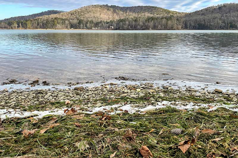 Eelgrass floating on top of the water