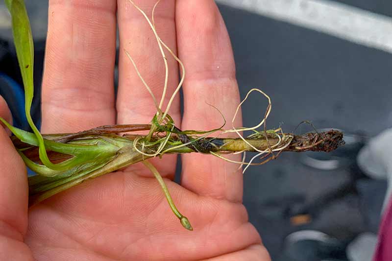 Eelgrass with stem