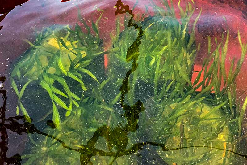 Eelgrass