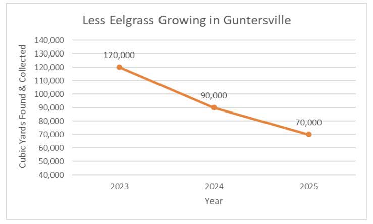 Data shows a decline in eelgrass at Lake Guntersville from 120,000 cubic yards found and collected in 2023 to 70,000 cubic yards in 2025.