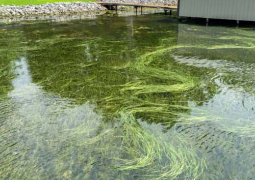 Eelgrass, Tapegrass