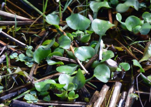 Water Hyacinth