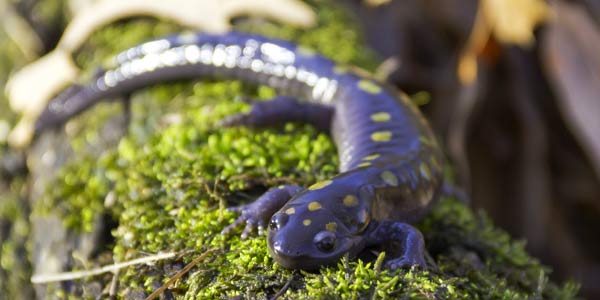 nrp-land-habitat-stewardship nrp-land-habitat-stewardship