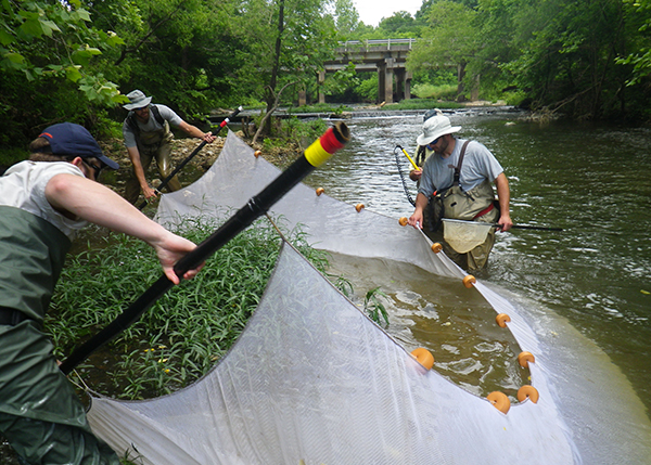 Using seine in river